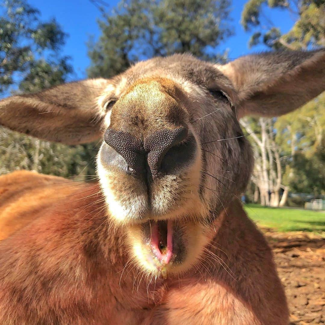 Australiaさんのインスタグラム写真 - (AustraliaInstagram)「Would it be too forward to ask for a kiss? 💋 It looks like this cheeky fellow took quite the fancy to @amber_rizz when she photographed him at @clelandwildlifepark in @southaustralia. Located in a lovely bush setting in @visitadelaidehills, this wildlife haven is a fabulous place to get up close and personal with Aussie wildlife, so if the thought of holding a koala or hand-feeding #kangaroos tickles your fancy, then we have a feeling you're going to love this place! TIP: End a great day out at #clelandwildlifepark with dinner at one of the excellent eateries this food and wine region is renowned for, like @prancingponybrewery, @the.summertown.aristologist and @thecrafershotel. #seeaustralia #seesouthaustralia #visitadelaidehills #holidayherethisyear」10月15日 4時00分 - australia