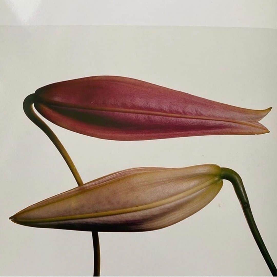 エレオノーラ・カリシのインスタグラム：「1980 Irving Penn ORIGINAL Imperial Pink & Gold Lily Flower Bud #IrvingPenn」