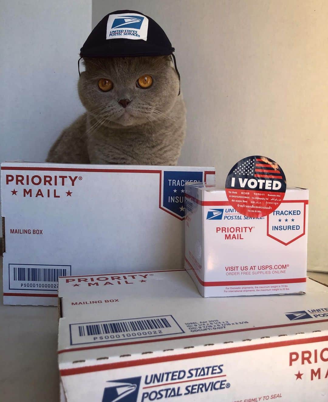 Millaさんのインスタグラム写真 - (MillaInstagram)「PSA OF 2020... PLEASE REGISTER TO VOTE 🇺🇸 🗳 And for those with mail in ballots! VOTE EARLY and MAIL THEM IN MEOW! 😺 PLEASE SHARE!!! 😽  California Registration Deadlines:  Online: Oct. 19th  By MAIL: Postmarked by Oct. 19th (mail-in has information of official ballot drop off locations inside your vote 🗳 by mail ✉️ packet).  Absentee ballot deadlines Request: Oct 27th Return by Mail: Postmarked by Nov. 3rd Return in person: Nov 3rd by 8PM  Early Voting  Oct. 5th - Nov. 2nd (dates and hours may vary based on where you live)  ** You can also register to vote DAY OF ELECTION, but there is no better time than MEOW! 😽🇺🇸  #MillatheCat」10月15日 5時14分 - millathecat