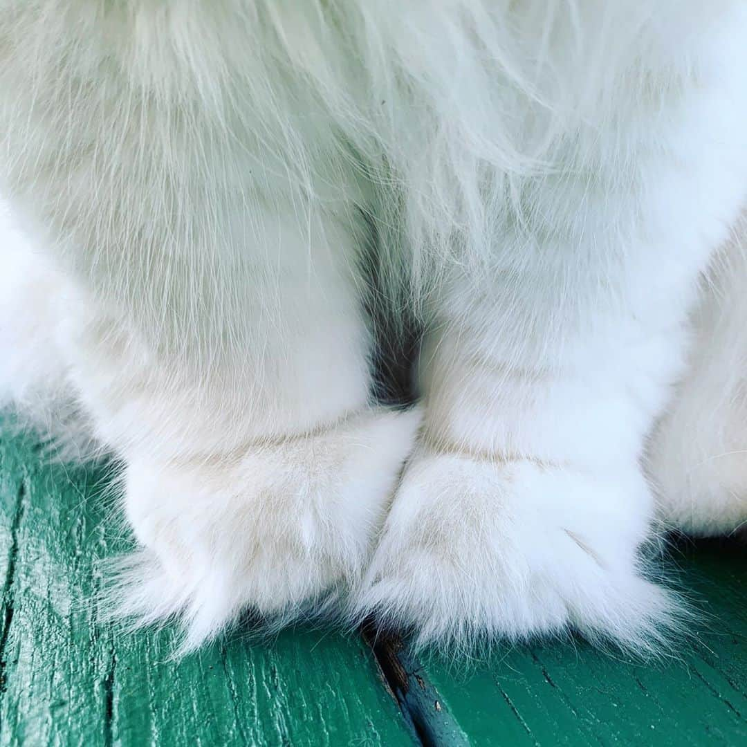 ソフィーさんのインスタグラム写真 - (ソフィーInstagram)「How cute are these furry feetsies?」10月15日 5時35分 - sophielovestuna