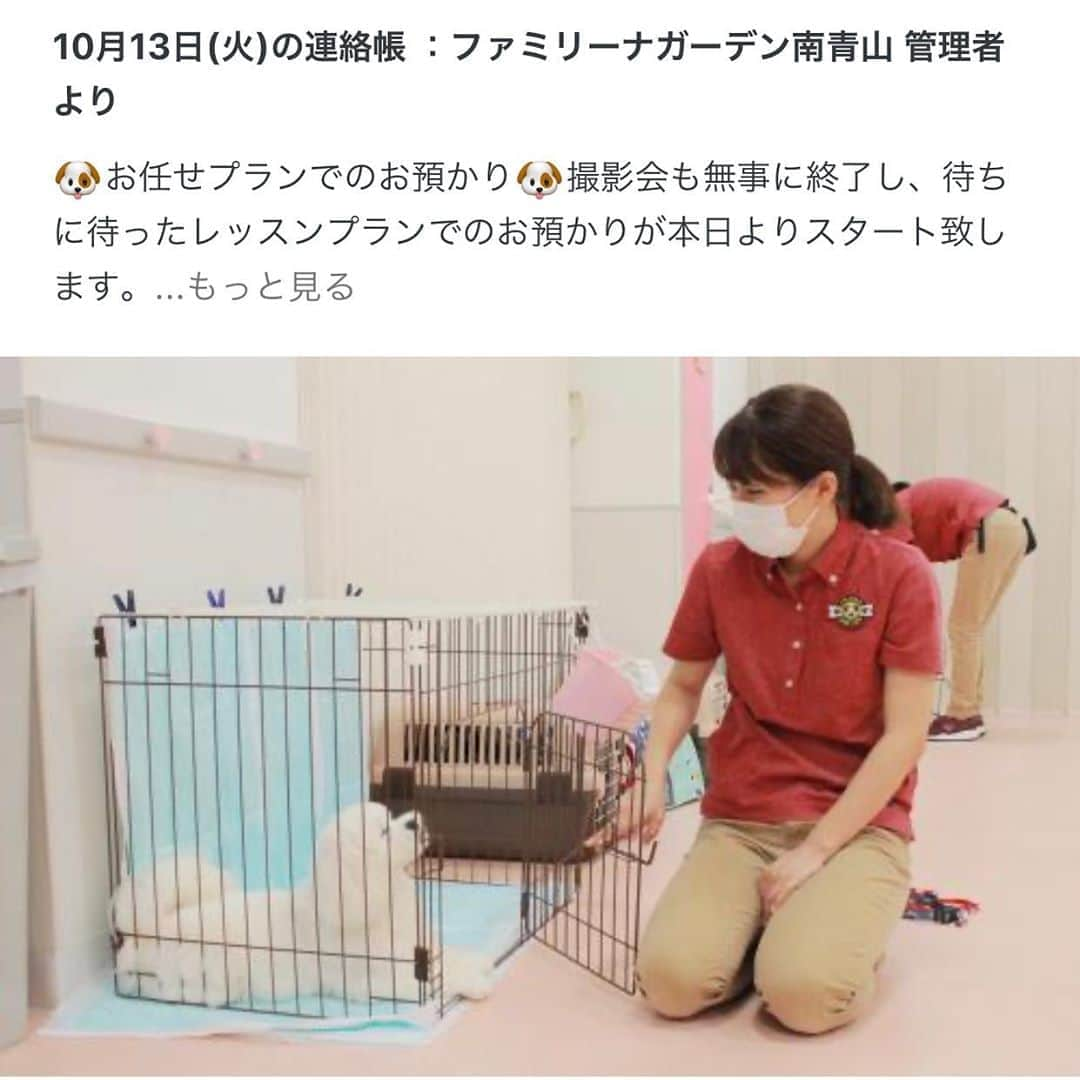 滝沢ななえさんのインスタグラム写真 - (滝沢ななえInstagram)「ぼーちゃん、この前も幼稚園(@familinagarden)に行き 頑張ってレッスンしてました💪 ・ ところが… ぼーちゃんって本当に本当に落ち着きがなく この日の連絡帳に落ち着くまで 30分かかりましたって書いてあった😂 ・ 本当自分とよく似ててイヤになる〜 愛犬家のクライアント様も言ってたけど どことなく自分ちの子って 自分に似てる気がする🤔 不思議🤔 ・ 滝沢家は母一人・子ども五人だったから 子どもなんて勝手に育つわ〜と言う感じで 野放し状態でした👍 片やハニさんは育ちがちょいとお嬢様なもんで ぼーちゃんの教育にも熱心！ ・ 私はヤンチャでおバカなぼーちゃんも 可愛いなぁー 悪いこともいたずらもたくさんしろー！ とか、思っちゃうけど それは良くないので ハニさんの教育方針に合わせてます🤣 ・ もちろん良い子に出来た方が 色んなところへも一緒に行けるしね！ ・ ハニさん何かあるとすぐ 幼稚園の先生に相談する！ って、言ってるくらい 安心してお預けできます(^^) いつもありがとうございます！ #犬の学園 #犬の幼稚園 #ファミリーナガーデン南青山 #familinagarden」10月15日 6時12分 - nanaetakizawa