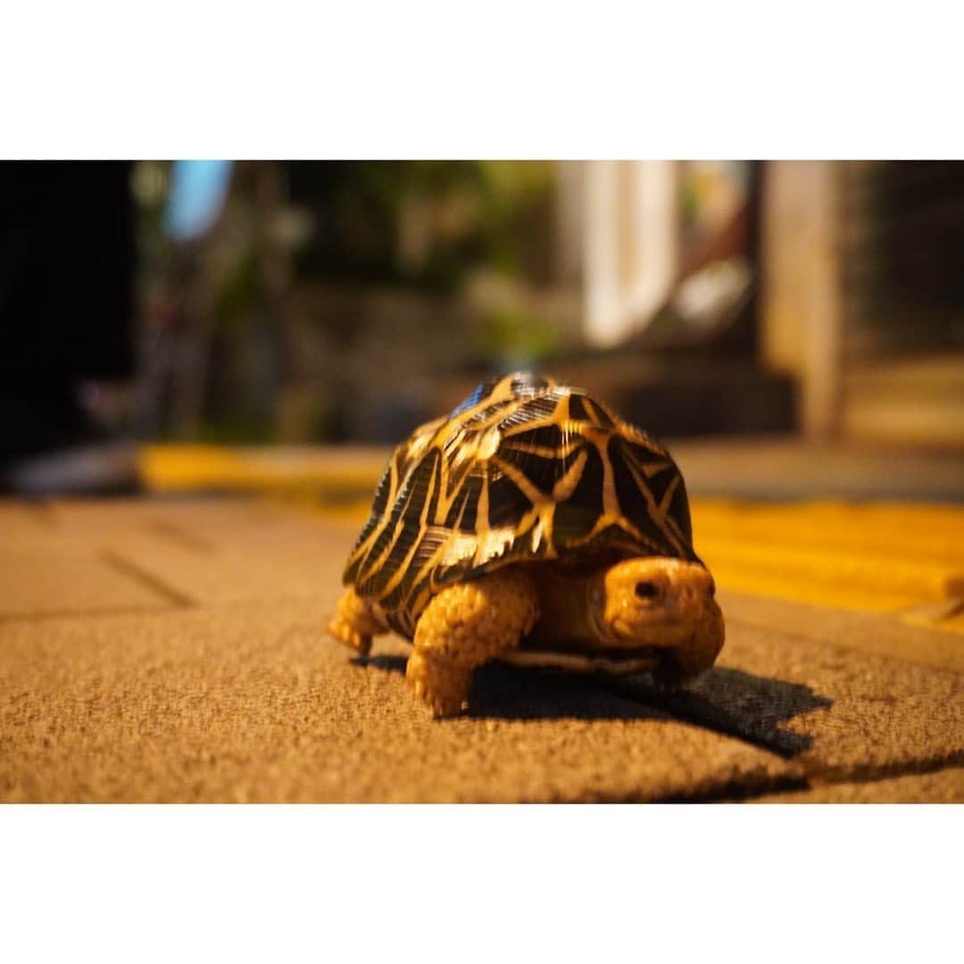尾形大吾さんのインスタグラム写真 - (尾形大吾Instagram)「かっこつけているように見えて カメを持っています。 #かっこつけ  #カメ #レトロ #photo  #turtle  #ガチャガチャで当たった #ありがとうカメ」10月15日 18時19分 - daigo_ogata