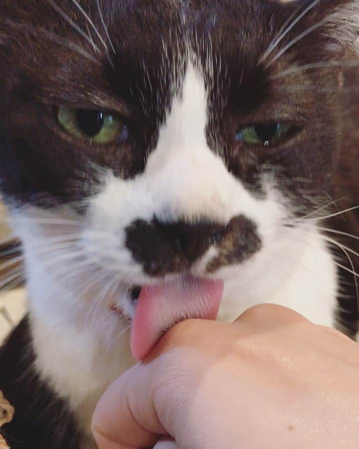 もじゃころのインスタグラム