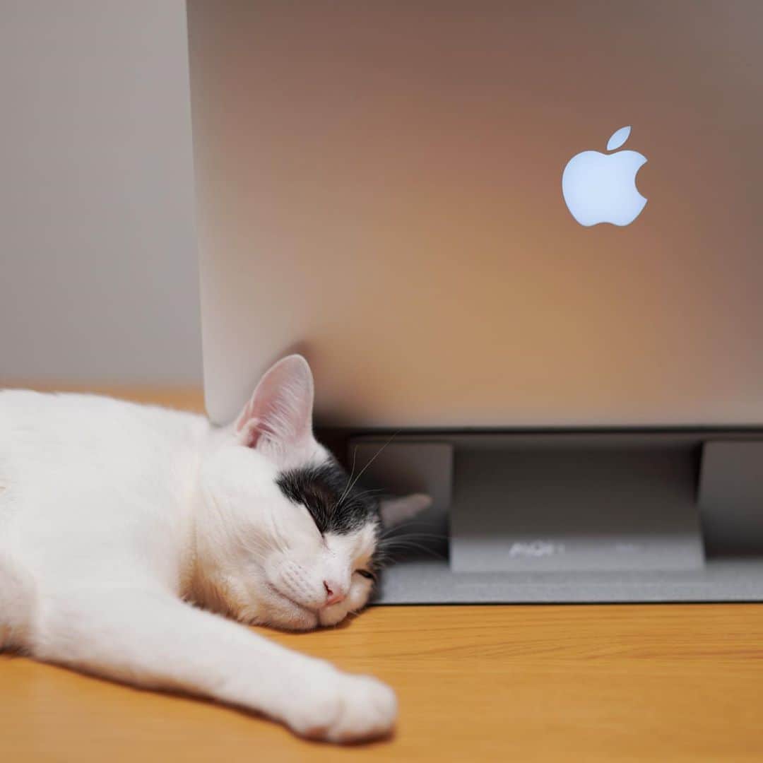 KAZUYAのインスタグラム：「今日のにゃんこ47。 林檎と猫。 #猫 #猫のいる暮らし #cat」
