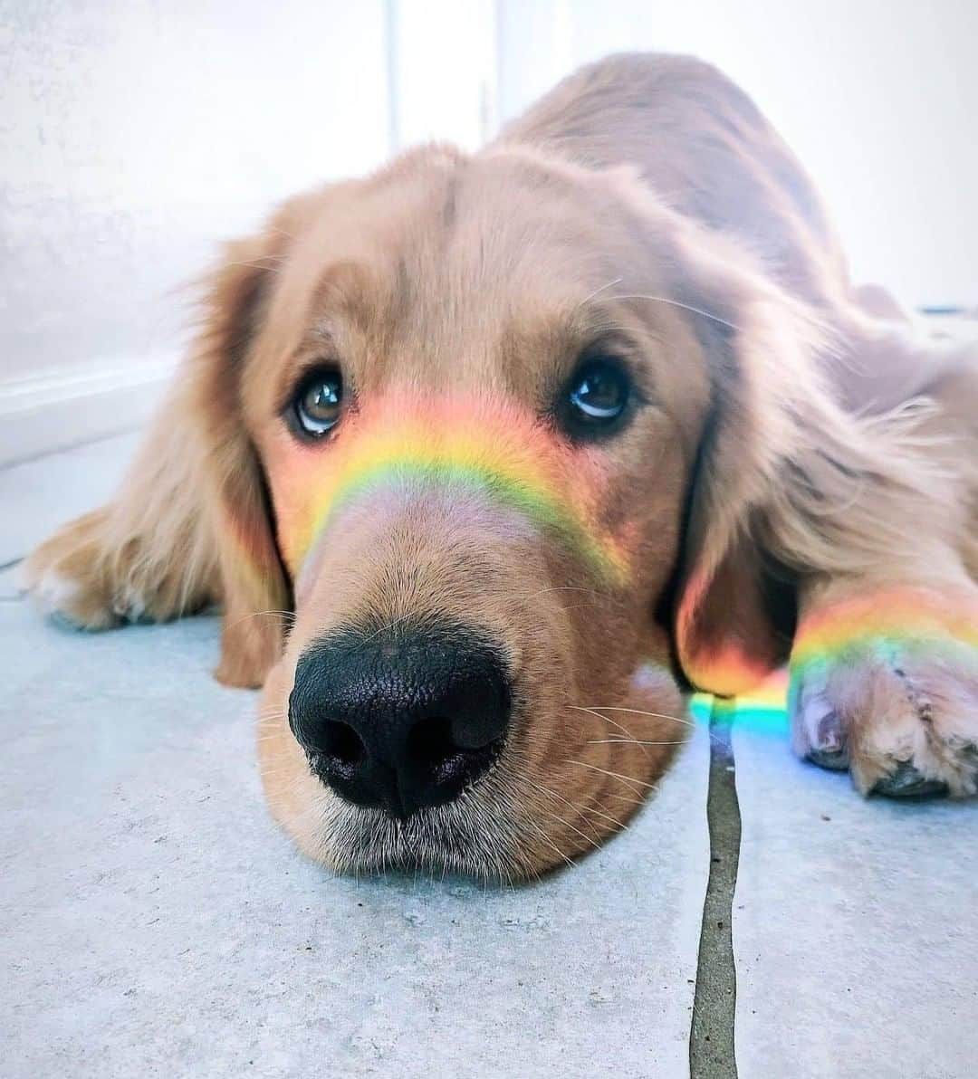 8crapさんのインスタグラム写真 - (8crapInstagram)「Am I a rainbow now? 🥺🌈 - Want to get featured like him? Join “The Barked Club” on FACEBOOK and post something now! 👉 barked.com - 📷 @sammythegolden247 - #TheBarkedClub #barked #dog #doggo #GoldenRetriever」10月15日 17時00分 - barked