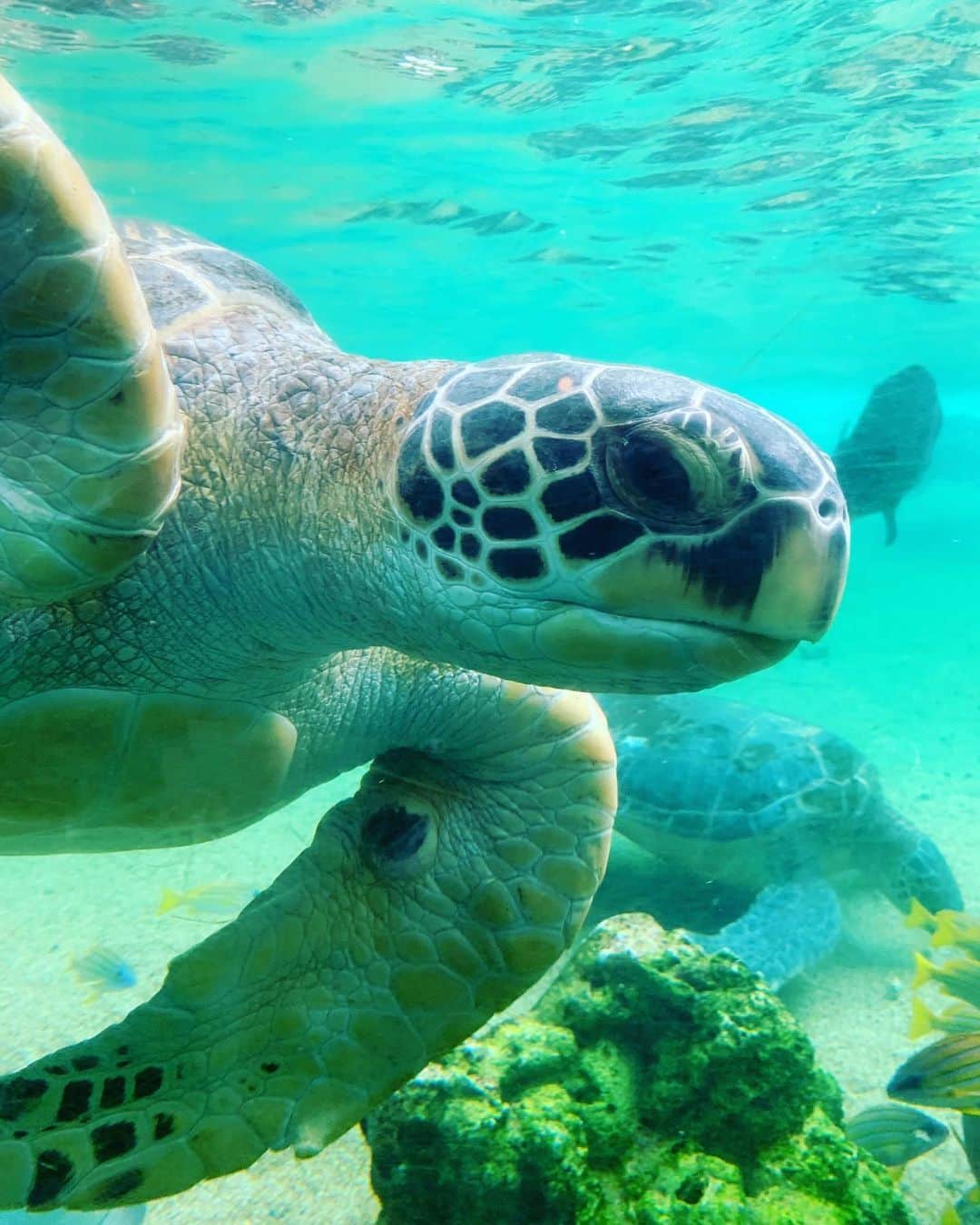 二宮愛のインスタグラム：「#turtle  かわいいなぁ… 魂が透明でキラキラしてたぁ…」