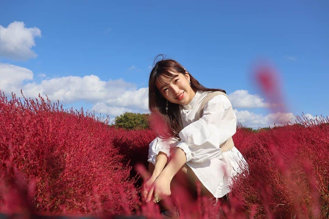 のインスタグラム：「まるまるしてて可愛いコキア🍁  真っ赤になって見頃を迎えていましたよ♡ 綺麗だった〜！！！！  紅葉大好きなのでこれからが楽しみです🙈💕  #コキア #kokia #summercypress #scoparia  #海の中道海浜公園 #海の中道」