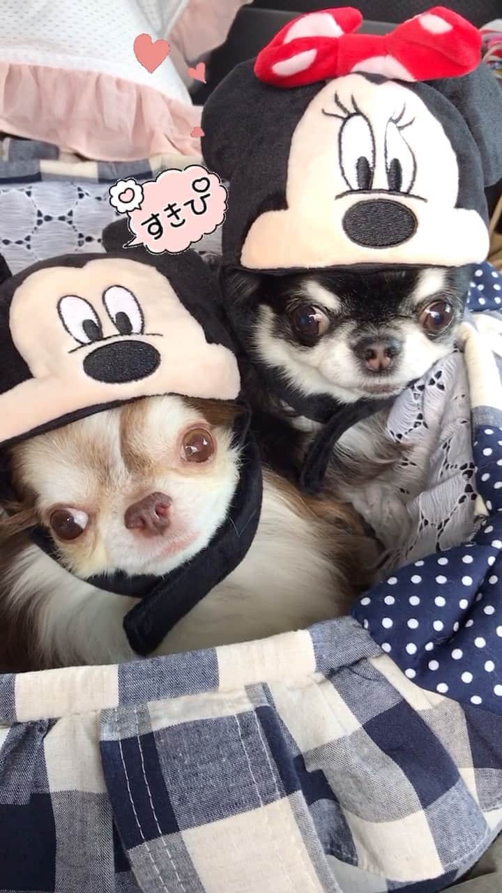 kayoのインスタグラム：「* * * ミニーちゃんの事が 好き過ぎるミッキー😂❤️ * * さりげなくチュ😘 * * Lychee❤️Melon * * #ミッキー#ミニー #MickeyMouse #MinnieMouse * #chihuahua#chihuahualove#dogstgram#dog#instadog#チワワ#チワワ大好き#チワワのいる暮らし * *」