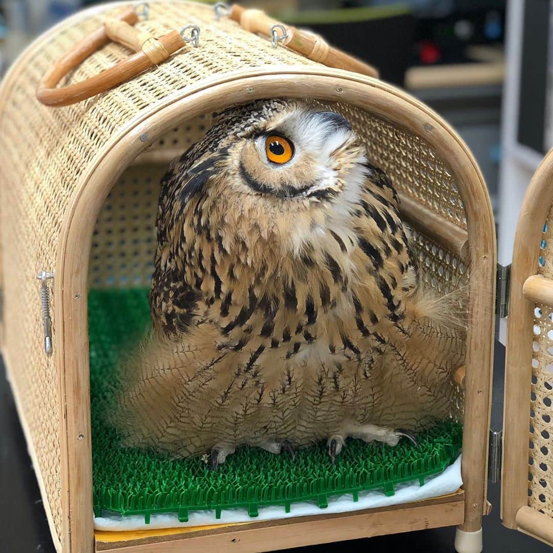 GEN3 Owlのインスタグラム：「・・・？・・・？・・・どこ？ ・・・・Where am I？ #owl #owlgaru」