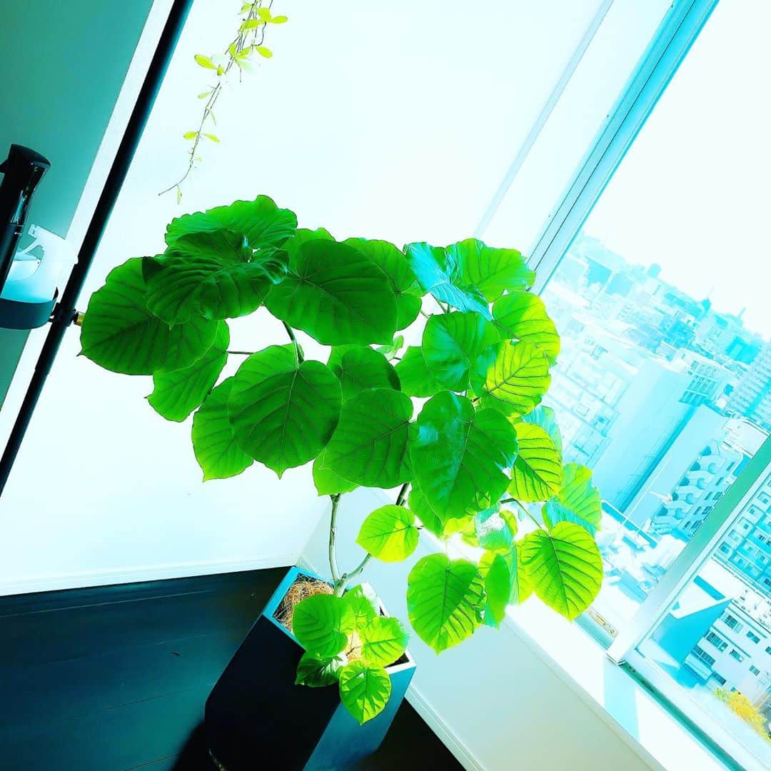 仁田宏和のインスタグラム：「#観葉植物  #観葉植物のある暮らし」