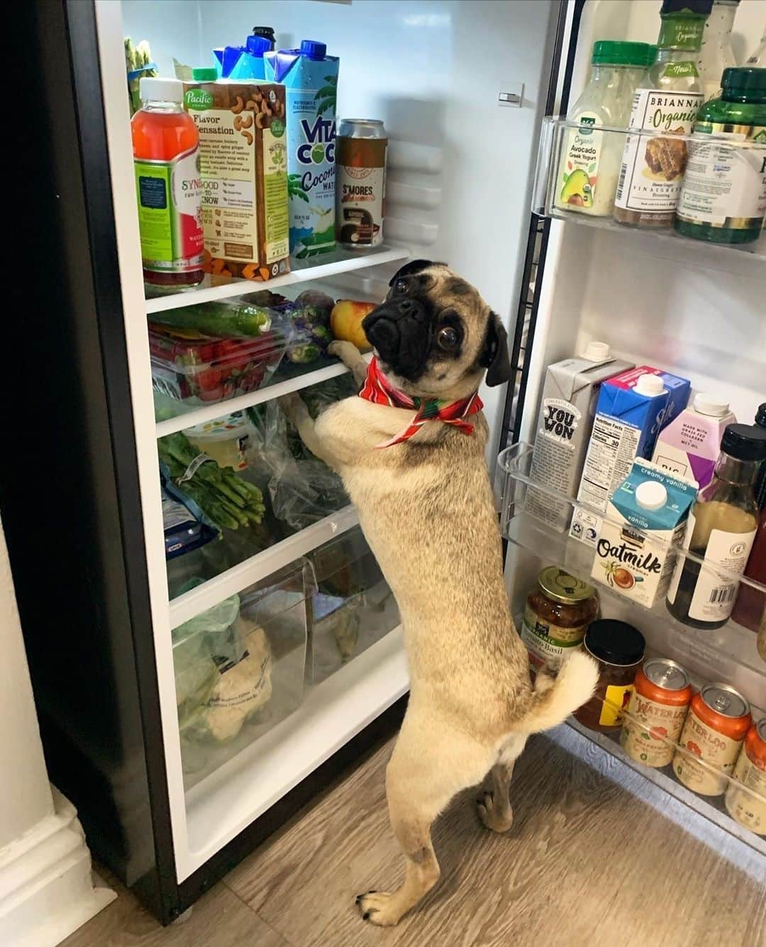 Vita Coco Coconut Waterのインスタグラム：「When you get caught lookin' for a midnight snack.」