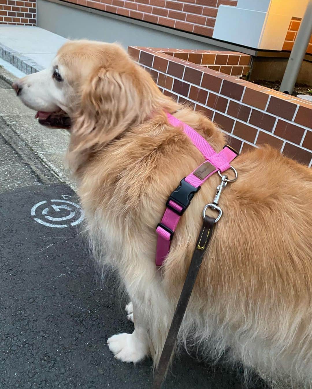 ImotoEtsuyo さんのインスタグラム写真 - (ImotoEtsuyo Instagram)「・ 朝の投稿に いいね、コメント頂きありがとうございました。 再投稿です。 ・  獣医師や 世界的カリスマドッグトレーナーも 推奨しているイタリア製の可愛くて 丈夫な　Haqihana ハキハナ　ハーネス🎵 ・ ピンクの可愛いハーネスで 元気にお散歩。　　 愛犬ココアも嬉しそう。 ・ 犬の形態や骨格を徹底的に研究した デザイン形状で、首を圧迫しないし、 脇に食い込まないので ワンちゃんの体にやさしく負担が少ない ハキハナハーネス。  着け外しが簡単なのもいいですよ🎵  豊富なカラー(17種)とサイズ(11種)展開。 ハンドメイドで高品質なハキハナハーネスは 公式アカウントのプロフィールのURLから 購入できます！ ↓↓↓↓↓ @alicesdogcat  #PR #ハキハナ #ハキハナハーネス #Haqihana #いぬすたぐらむ #わんこのいる生活 #ゴールデンレトリバー  #goldenretriever  #ゴールデンレトリバーのいる生活  #癒し #わんこ  #dogsofinstagram  #dogstagram  #doglover  #dog」10月15日 10時39分 - bisuhada