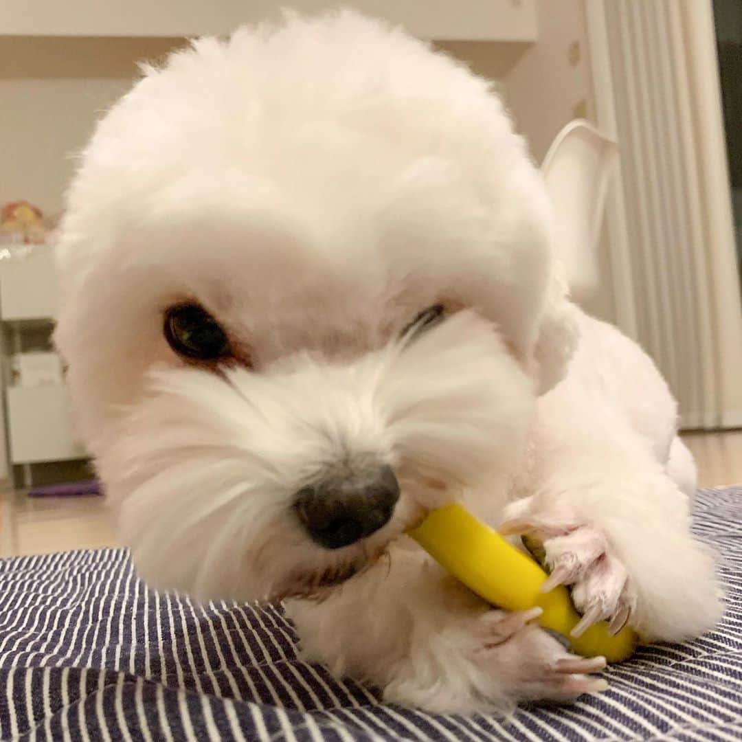 セロリのインスタグラム：「【日本のドラマ観てみた】 大好きなおもちゃを噛み噛み。 #maltese #マルチーズ #アレルギー #極主夫道 #玉木宏 #すみっコぐらし」