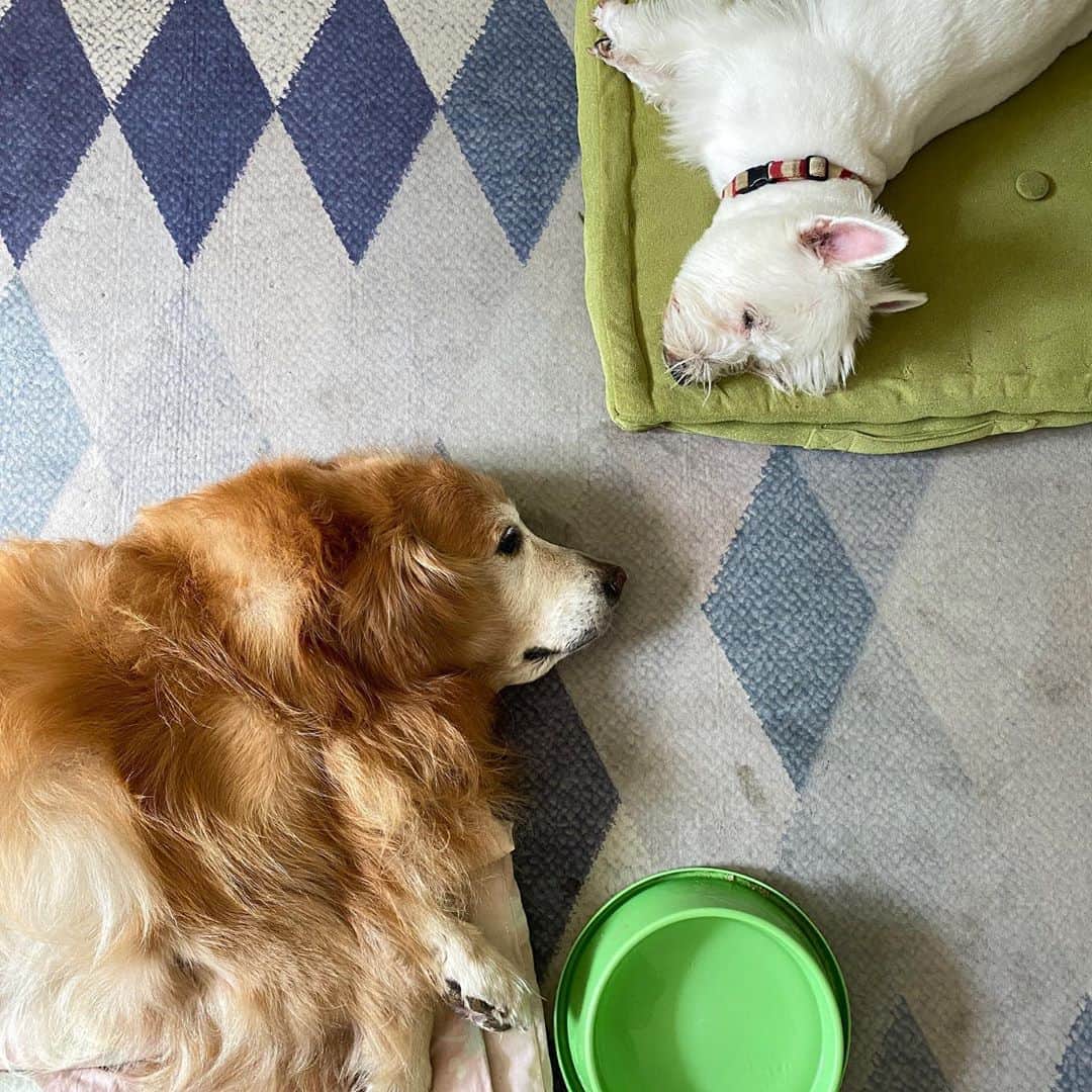 のインスタグラム：「Lazy boys  #hkpm」