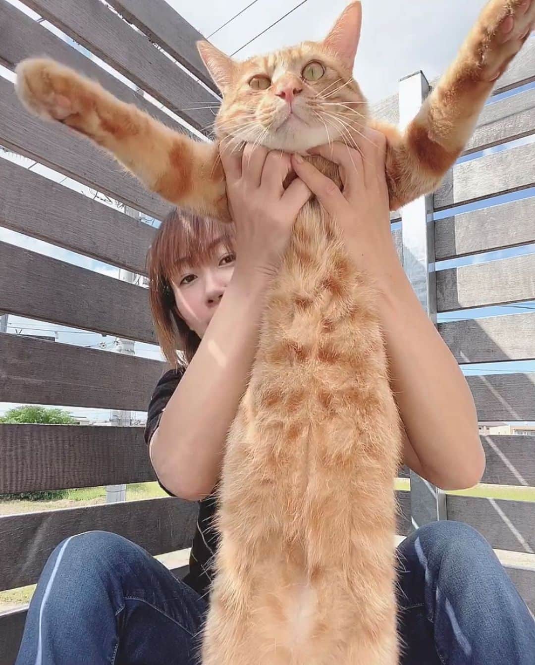 佐野優子のインスタグラム：「. 1年ちょっとで巨大な猫に。。。 . . ねこバスみたい😅 . . しつこく触ってごめんね😂 ฅ˒˒ ฅ˒˒ #ちゃとら  #ちゃとら男子部  #巨大ねこ  #猫バス  #ねこバス」