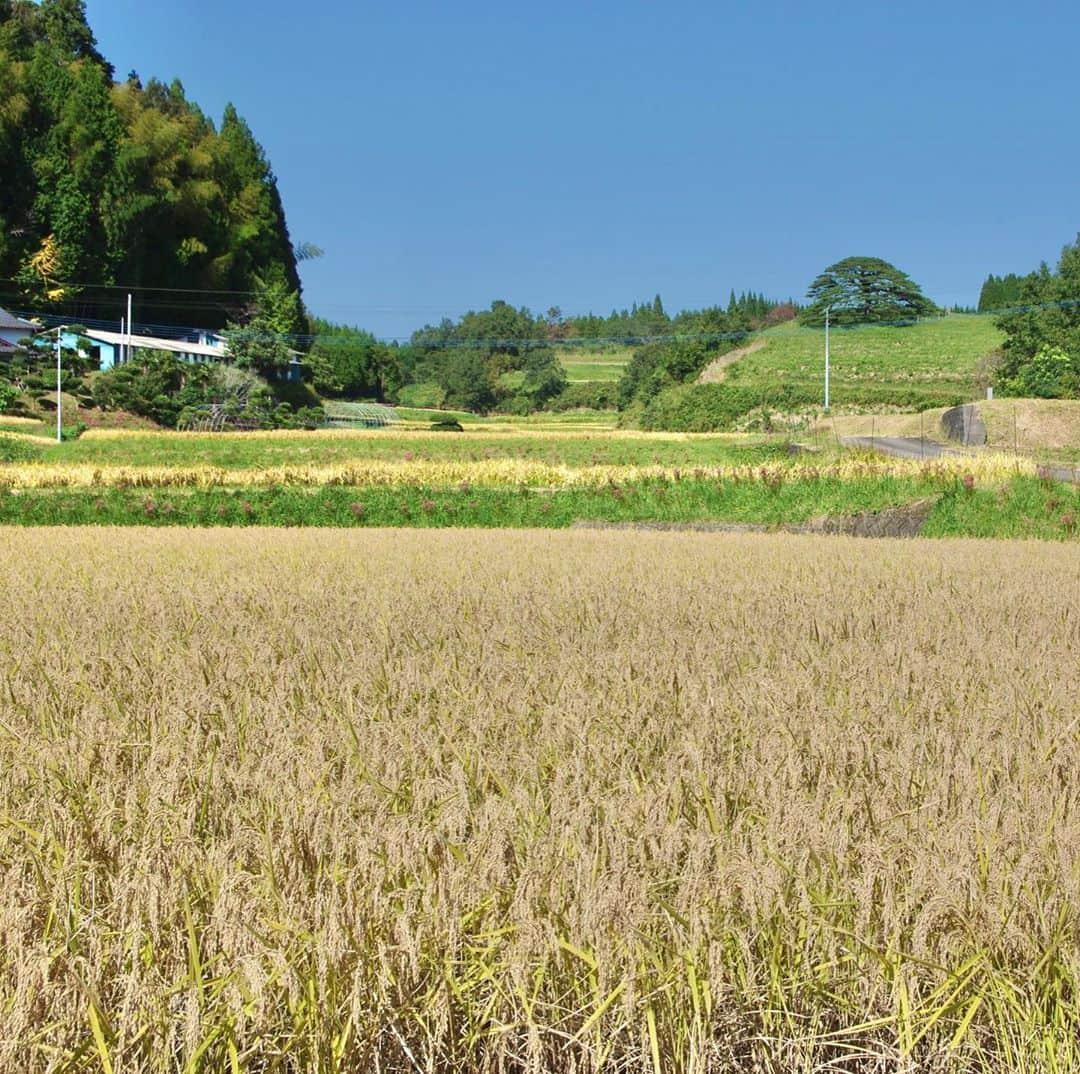 通潤酒造株式会社のインスタグラム：「【雲雀の稲刈り！】 . 雲雀の田んぼの稲刈りを行いました〜！✨ 黄金色に輝く稲穂が風情ですね〜☺️ いつまでも眺めていられそうです☺️ . 14代目もしっかりとお手伝いをしてくれましたよ😊 このお米で、今年も美味しい雲雀を造りますっ！ 楽しみにお待ちください✨ . 来年はまた皆様と一緒に田植え・稲刈りが出来ますように･･･😌 . 私は13代目のこの笑顔が大好きです！！笑 #通潤酒造#通潤#日本酒#酒#お酒#甘酒#山都町#通潤橋#酒蔵#蔵カフェ#稲刈り#酒すたぐらむ#日本酒すきな人と繋がりたい」