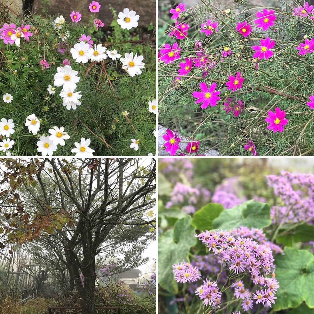 土屋眞弓さんのインスタグラム写真 - (土屋眞弓Instagram)「軽井沢ダイアリー 草花編  お庭の花も色々な種類を植えていて、ハーブもあり、白樺の若木もあり これからの成長を楽しみに、そして季節の変化を楽しんでいる生活が羨ましいので、私も東京に帰って庭に花を植える事にしました❣️ 今日はフラワーフィールドに行って色々な草花を購入😊 ついでに土も購入😅  2枚目昭和天皇御巡幸記念碑のそばに咲くコスモスや眞弓の木の写真  #自然 #眞弓の木  #」10月15日 11時43分 - mayumi.vivian
