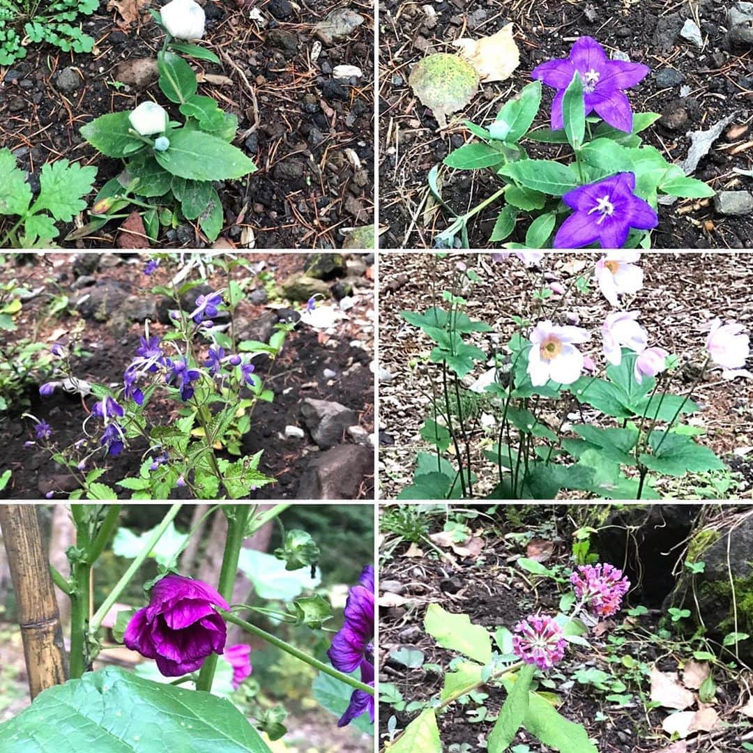 土屋眞弓のインスタグラム：「軽井沢ダイアリー 草花編  お庭の花も色々な種類を植えていて、ハーブもあり、白樺の若木もあり これからの成長を楽しみに、そして季節の変化を楽しんでいる生活が羨ましいので、私も東京に帰って庭に花を植える事にしました❣️ 今日はフラワーフィールドに行って色々な草花を購入😊 ついでに土も購入😅  2枚目昭和天皇御巡幸記念碑のそばに咲くコスモスや眞弓の木の写真  #自然 #眞弓の木  #」