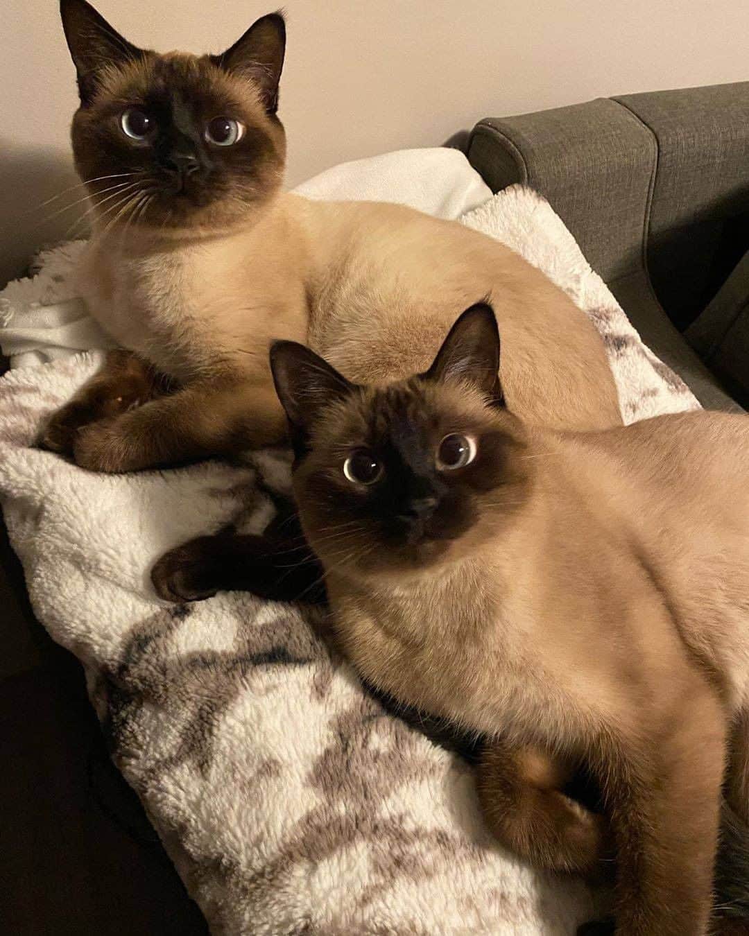 9GAGさんのインスタグラム写真 - (9GAGInstagram)「We are Siamese if you please 📸 @saltpeppersiamesetwins - #cat #siamese #twins #9gag」10月15日 12時01分 - 9gag