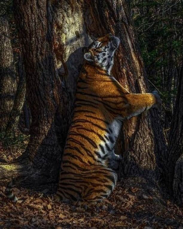 Primer Impactoさんのインスタグラム写真 - (Primer ImpactoInstagram)「🐅 El fotógrafo Sergey Gorshkov ganó con esta imagen el premio a Fotógrafo de Vida Salvaje del Año del Museo de Historia Natural de Londres.  El escondió una ‘cámara trampa’ durante 10 meses en lo profundo de un bosque de Rusia y capturó el momento en el que una hembra tigre Amur, una especie también conocida como ‘siberiana’ o ‘de bengala’, se acercó a marcar el territorio, y que terminó dando la impresión de que el animal “abrazó el árbol”.  Más sobre esta y otras fotografías en el link de nuestra biografía.   📸 Wild Life Photographer Of The Year/ Sergey Gorshkov.」10月15日 12時00分 - primerimpacto