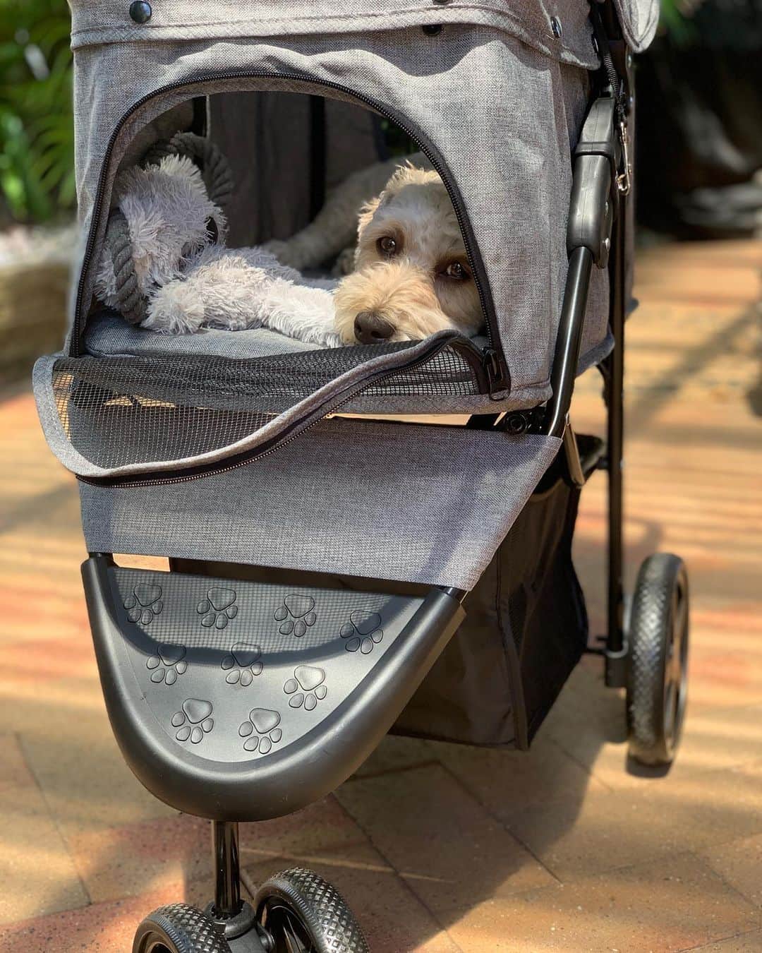 シャーニ・ヴィンソンのインスタグラム：「Now I can join the mother’s group 😂 @becca_sopher @jaderapley @ladywobblesandco   #dogmum #doglife #petpram #petstroller #dogwalks #dogstagram #dogs #dogsofinsta @pawever.official @jaggerpoo 👶🏾🐕👶🏼」