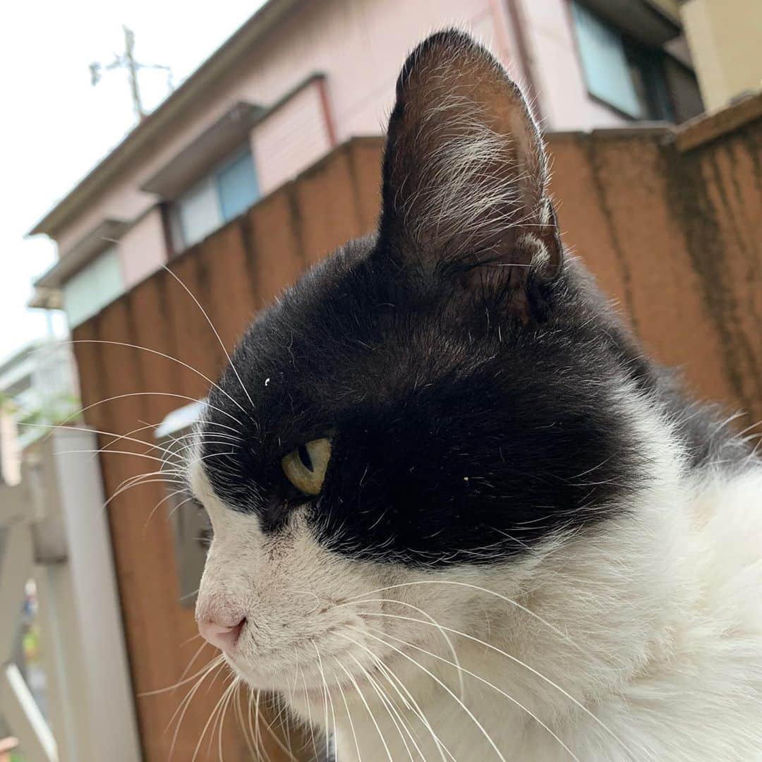 Kachimo Yoshimatsuさんのインスタグラム写真 - (Kachimo YoshimatsuInstagram)「どんどん冬に向かってふっくらして来た。ちょいと腰を撫でさせてもらった。カリカリではなくパウチを要求されて、無心に食べ始めた。 #うちの猫ら #ikasumi #猫 #ねこ #cat #ネコ #catstagram #ネコ部 http://kachimo.exblog.jp」10月15日 13時03分 - kachimo