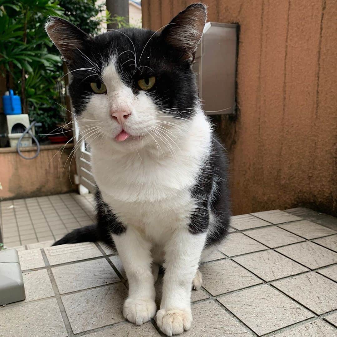 Kachimo Yoshimatsuさんのインスタグラム写真 - (Kachimo YoshimatsuInstagram)「どんどん冬に向かってふっくらして来た。ちょいと腰を撫でさせてもらった。カリカリではなくパウチを要求されて、無心に食べ始めた。 #うちの猫ら #ikasumi #猫 #ねこ #cat #ネコ #catstagram #ネコ部 http://kachimo.exblog.jp」10月15日 13時03分 - kachimo