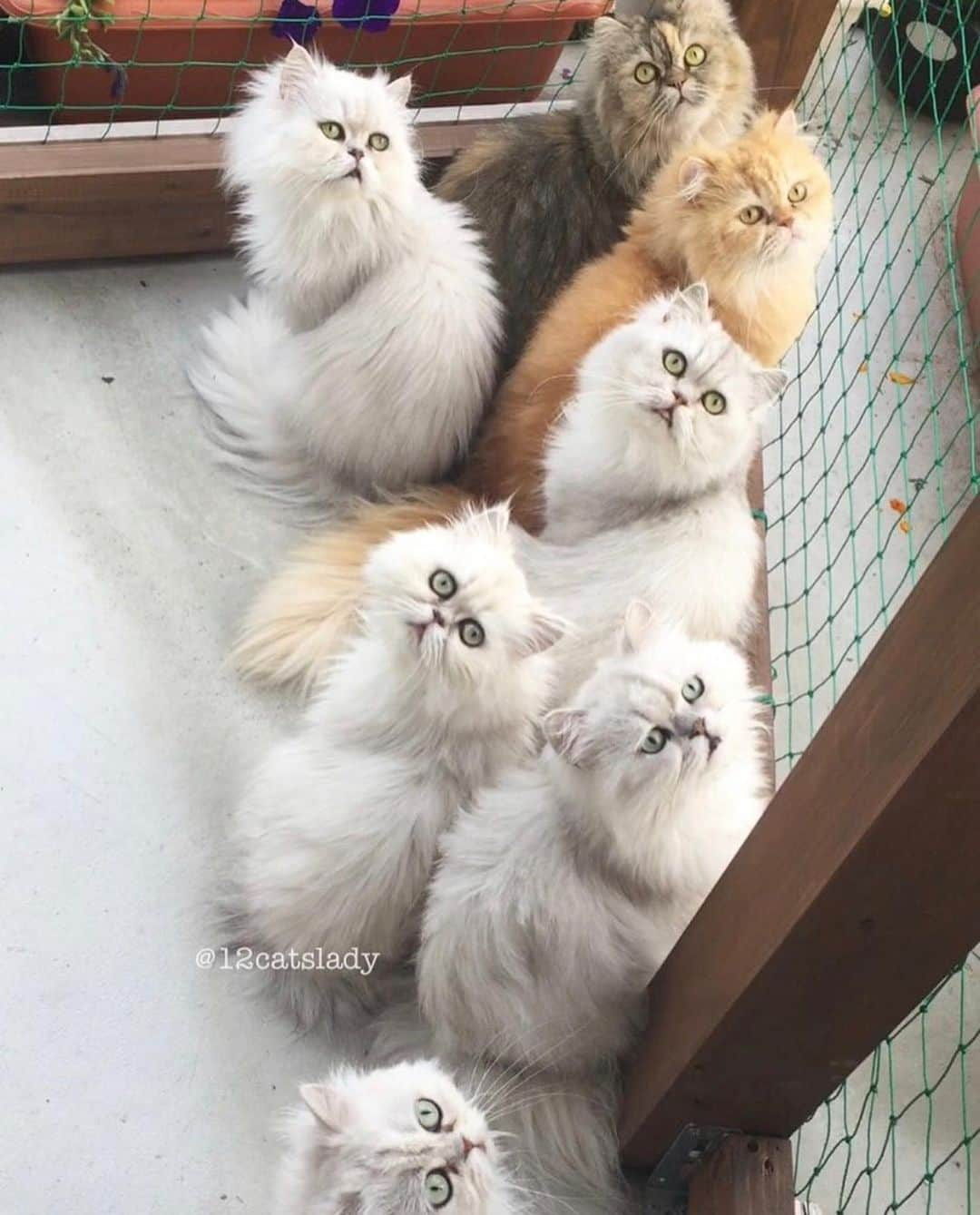 12 Chinchilla Persianのインスタグラム：「Hello from this cutie floofs 😻👋 #throwbackthursday #tbt #catsofinstagram #cat」