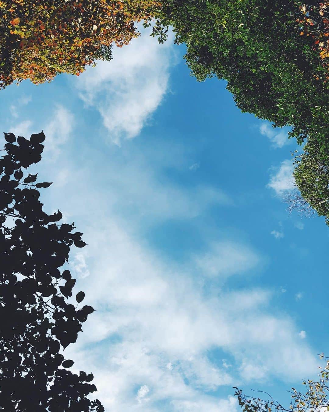 尾形沙耶香さんのインスタグラム写真 - (尾形沙耶香Instagram)「#autumnishere 🍂  #食欲の秋」10月15日 14時01分 - sayakaogata
