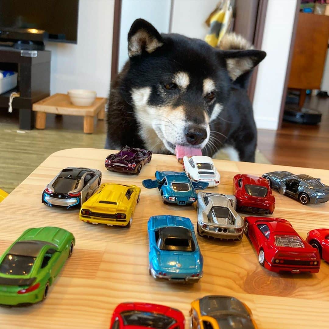 vo_coのインスタグラム：「🚗🚙🚗🚙 うちの小僧、誰に似たのか几帳面な性格で保育園に行く前にトミカを1台ずつ「プーップーッ」とバック音付きで車庫入れして並べていきます ちなみにこたちゃんはトミカに興味がある訳でなく、机の端に置かれたロースト胸肉に気付いた瞬間です🍗 * #トミカ #最近のお気に入りはポルシェ911と光岡オロチ #shibastagram #instashiba #shiba #shibainu #黒柴 #柴犬」