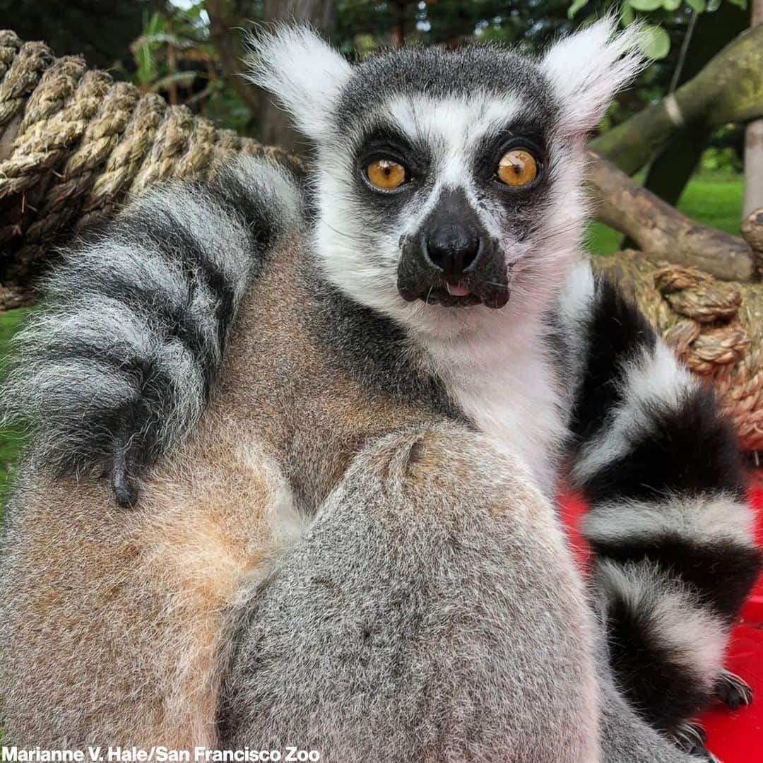 ABC Newsさんのインスタグラム写真 - (ABC NewsInstagram)「San Francisco police say someone broke into the city's zoo in the middle of the night and stole a ring-tailed lemur named Maki. Investigators said they’re asking for tips from the public, explaining that Maki is an endangered animal that requires specialized care. MORE AT LINK IN BIO.」10月15日 14時43分 - abcnews