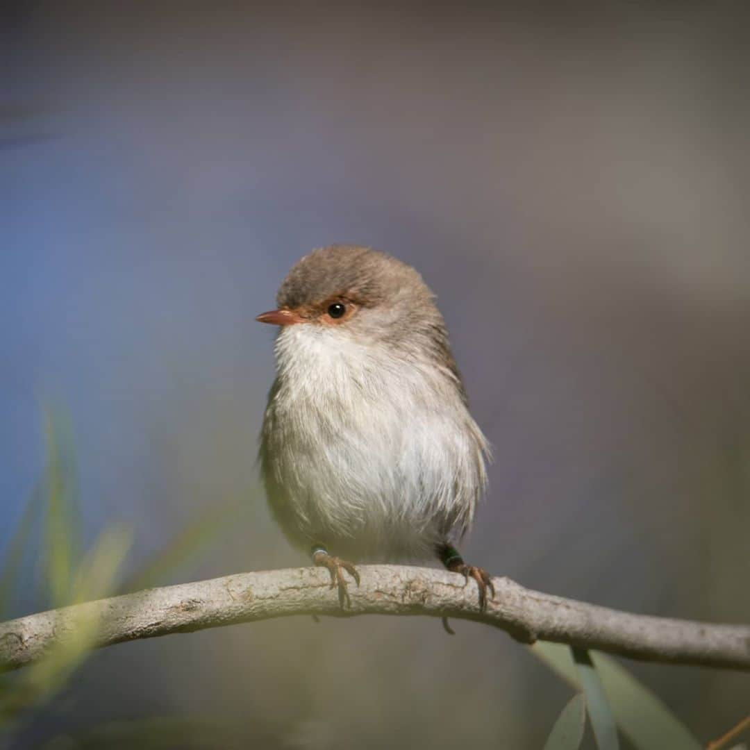 デビッド・ポーコックさんのインスタグラム写真 - (デビッド・ポーコックInstagram)「Stoked to be a Chief Counter for this year’s Backyard #AussieBirdCount! I’ll be tracking how many birds I spot during 19-25 October and hope you’ll join me! ⁠ ⁠ You can count as many times as you like over the week, we just ask that each count is completed over a 20-minute period. The data collected assists @birdlifeoz in understanding more about the birds that live where we live.⁠ ⁠ Register at link in my bio!」10月15日 15時16分 - davidpocock