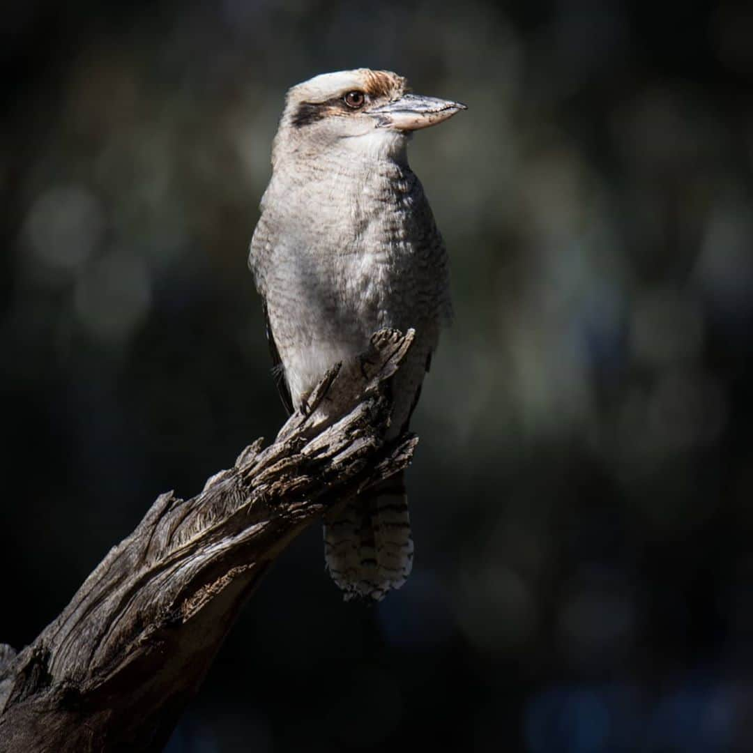 デビッド・ポーコックさんのインスタグラム写真 - (デビッド・ポーコックInstagram)「Stoked to be a Chief Counter for this year’s Backyard #AussieBirdCount! I’ll be tracking how many birds I spot during 19-25 October and hope you’ll join me! ⁠ ⁠ You can count as many times as you like over the week, we just ask that each count is completed over a 20-minute period. The data collected assists @birdlifeoz in understanding more about the birds that live where we live.⁠ ⁠ Register at link in my bio!」10月15日 15時16分 - davidpocock