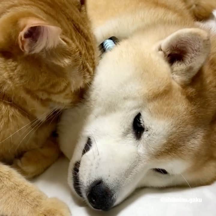 のインスタグラム：「岳地方、後から雨の予報だったので、雨が降らないうちに早朝散歩に参加➰🐕🐕‍🦺💨 *  帰宅後は待ち構えていた寅次朗とゆっくり二度寝する岳🐕🐈💤 *  すっかり涼しくなったこの時期(岳地方19℃)の二度寝はサイコーだね~👌 * * *  先週実家に帰省したり色々と忙しく、バタバタしていたら、つい先日、明け方に左脚のふくらはぎがつり(こむら返り)あまりの痛さに目覚め、隣の部屋で寝ていたあつし犬を起こしてしまい、薬を塗って貰ってやっと眠るとあっという間に朝☀️ *  起きようと思うと、ものすごい回転性のめまいがして、仲々起きられず、必死の思いで起きると次はひどい吐き気と嘔吐🤮 *  普通ならこのまま安静に寝てるしかないけど、この日は絶対に断れない大事な用事があり、どうしても外出しなければならない😰 *  3回ほど嘔吐(汚い話でごめんなさい)したあと、少し落ち着きどうにか外出‼︎ *  時間の経過と共に、午後にはだいぶ良くなり、大事な用事も無事に済ませて帰宅😷 *  数年前にやはり同じような回転性のめまいで耳鼻科に行った時は、この症状が現れている時ではないと判断出来ないとの事で、おそらくメニエール病ではないか？との診断だったが、友人のベテラン看護師さんの話しでは、メニエール病は耳鳴りや耳閉感などの聴覚症状を伴うし、発作を起こすともっと長いスパンで続くそうなので、私の場合メニエール病ではないのでは？と‼︎ *  その後、ネットで調べると「良性発作性頭位めまい」の症状に似ているのでおそらくそうかも？🤔 *  先週は色々あって精神的にも追い込まれていた状態の上に、大切な用事も済んで(昨日まで下を向くとまだ少し回っていたけど)、今日はおかげさまで落ち着いています👌 *  やっぱりこのふたり🐕🐈の癒しが効いたのかしらぁ~😌 🐾----*----*----*----🐾 It was forecast to rain in the Gaku region, so I took a walk before it rained🐕🐕‍🦺💨 And Torajiro and the second sleep that I was waiting for at home🐕🐈💤 It's cool at this time of year so I can sleep well👍 🐾----*----*----*----🐾 #柴犬 #岳 #柴犬岳 #柴犬ガク#gaku #shibainugaku #shiba #shibainu #shibastagram #いぬすたぐらむ #dogsofinstagram #寅次朗 #茶トラ #まるどら #gingercat  #にゃんすたぐらむ #岳と寅次朗 #catoftheday  #pecoいぬ部 #pecoねこ部 #pecotv #ワンフルエンサー #ニャンフルエンサー  #Hermoso #weeklyfluff #🐕📷 #dailyfluff #甘えん坊将軍  #良性発作性頭位めまい #20201015」