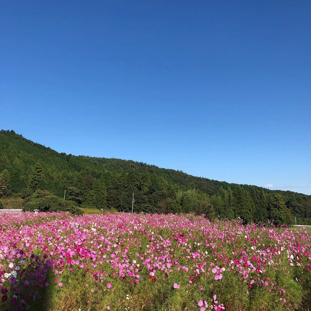 美甘子さんのインスタグラム写真 - (美甘子Instagram)「このコスモス畑、関ヶ原古戦場なんです。 #関ヶ原 #関ヶ原古戦場」10月15日 16時07分 - rekish_mikako