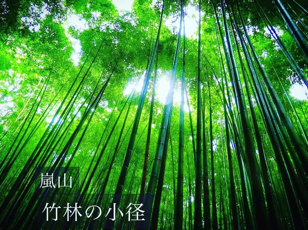 大山恵理乃のインスタグラム：「#女子旅 #京都 #嵐山﻿ ﻿  photographer : @eristavi_official  ﻿ ﻿ 竹林の小径。﻿ ﻿ かぐや姫おらんだけど、﻿ 蚊ぁ めっちゃおる。﻿ めっちゃかまれる。﻿ ﻿ まぁそれも自然のステキ加減。﻿ 無理矢理プラス思考。﻿ ﻿ ﻿ ﻿ #竹林 #京都嵐山 #京都観光 #旅行 #日本の絶景  #そうだ京都行こう ﻿ #쿄토 #아라시야마 #치쿠린 #쿄토여행 #일본 #일본여행 #여행스타그램 ﻿ #kyoto #kyotojapan #kyototrip #kyototravel #arashiyama #chikurinnokomichi #pathofbamboo #japantravel #japantrip #travelphotography #japan_of_insta #otonatabi_japan #japantravelphoto #photo_travelers ﻿」