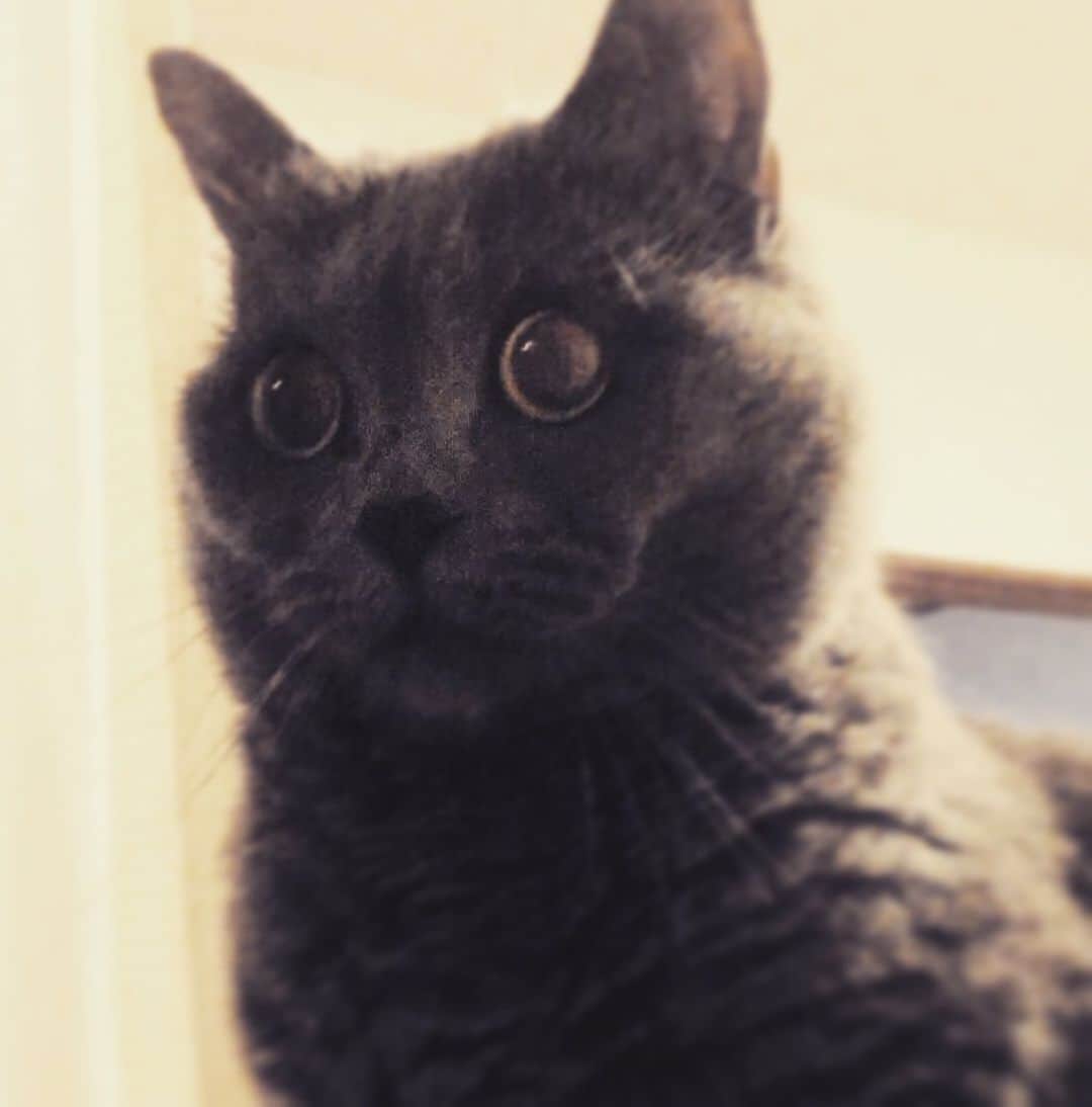 チキン南蛮カレーのルウ王子のグルメインスタ