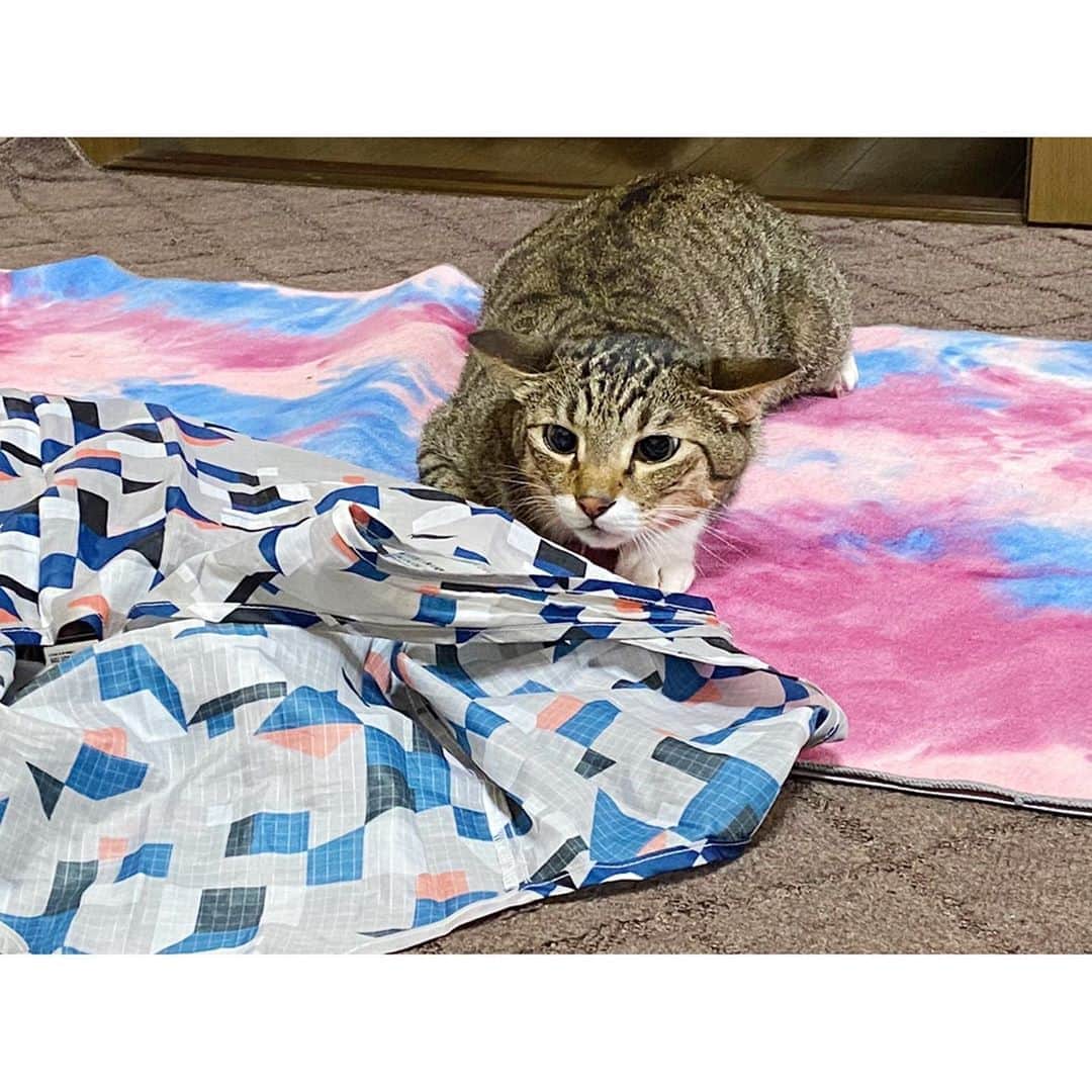のインスタグラム：「「全日本イカ耳選手権」があったら 3位くらいには入賞できるかな😻 * お気に入りのおもちゃを狙っている小虎。 * #猫 #猫すたぐらむ #猫のいる暮らし #猫との暮らし #猫部 #ねこ #ねこすたぐらむ  #にゃんすたぐらむ #イカ耳 #イカ耳猫 #キジトラ #cat #catstagram」