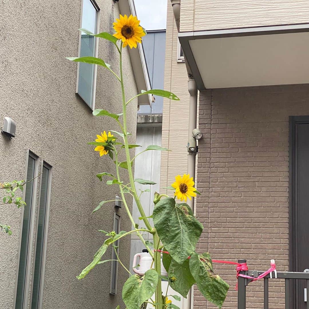 佐藤尚之さんのインスタグラム写真 - (佐藤尚之Instagram)「今朝、街中を8キロ走ったのだけど、なんとひまわりに4つも遭遇！  もしもーし、10月中旬なんですけどー。  この寒いのによく頑張ってるなあ。 というかピンピンしてはる。  #ひまわり」10月15日 16時40分 - satonao310