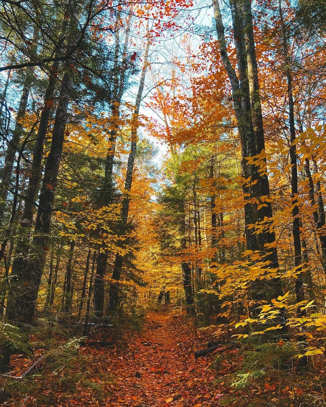 エリザベス・バイゼルさんのインスタグラム写真 - (エリザベス・バイゼルInstagram)「Mother Nature doing her thing 👑」10月16日 2時22分 - ebeisel34