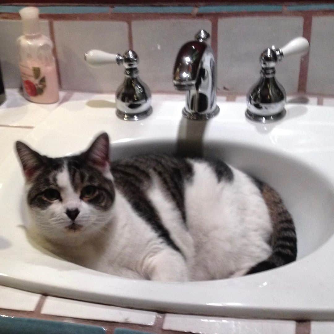 カトリナ･バルフさんのインスタグラム写真 - (カトリナ･バルフInstagram)「It’s with a heavy heart that I share that I’ve had to say goodbye to my little love Eddie. She has been my constant companion for 17 years ... from NY to LA and the Glasgow. She had the greatest personality. Converted many a “I don’t like cats” person, she loved people, sleep and food ... she could always find the warmest spot in the house and loved to sunbathe. I will be forever grateful for the years I got to share with her .. and a huge thanks you to her many sitters who showered her with love, Jess, Marnie, Simon .. and everyone else who loved her ... I hope she’s resting somewhere great with all the Pho or Indian food she can eat ... (the girl loved a curry!!) 💔💔💔💔」10月16日 2時32分 - caitrionabalfe