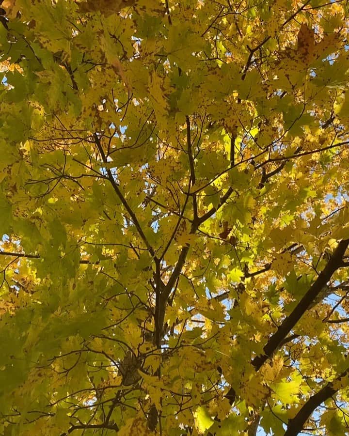 シェリ・ムーン・ゾンビのインスタグラム：「Happy Fall 🍁 #ilovefoliage #leaves #autumnvibes🍁」