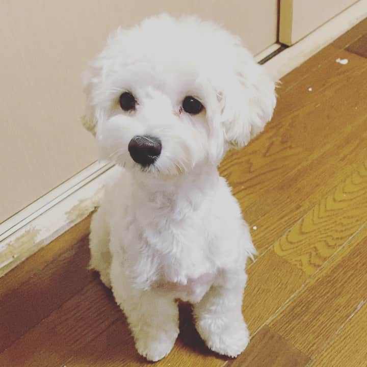 りこぴのインスタグラム：「我が子達の初めてのお手集💞」