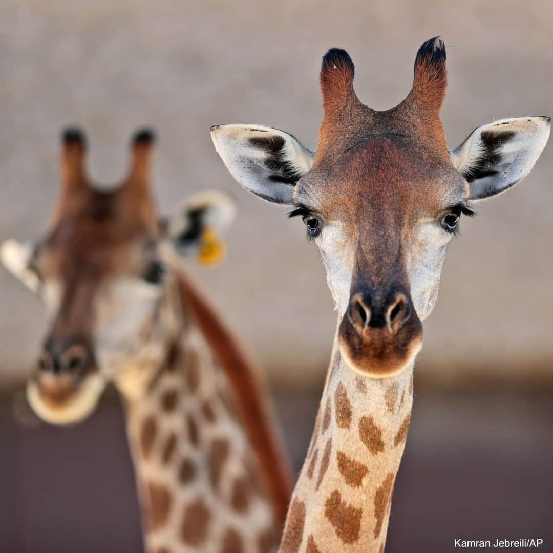 ABC Newsさんのインスタグラム写真 - (ABC NewsInstagram)「Giraffes named Emara and Dalia looked out at the Dubai Safari Park in the United Arab Emirates.」10月16日 3時33分 - abcnews