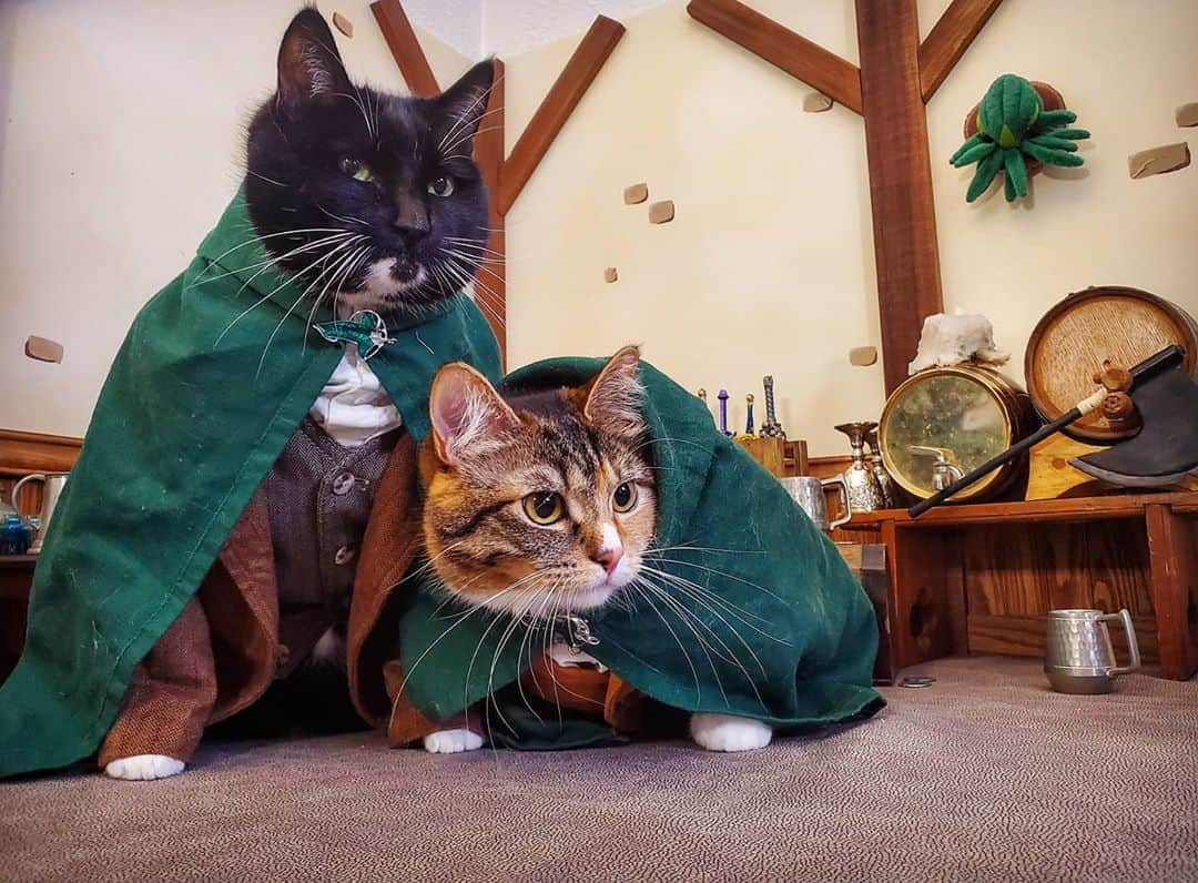 猫コスプレさんのインスタグラム写真 - (猫コスプレInstagram)「“Frodo wouldn't have got far without Sam, would he?"  #LordofTheRings #samwisegamgee #frodobaggins #PetcoSceneContest2020 @petco  . . . . . . . . . . . #cat #catcostume #catsinclothes #catsofinstagram #catstagram #petclothes #PetCostume #halloween #catcosplay #cosplay #cosplayer #lotr #lotrcosplay #lordoftheringscosplay #hobbit #halfling #samwisecosplay #frodocosplay #fellowship」10月16日 3時35分 - cat_cosplay