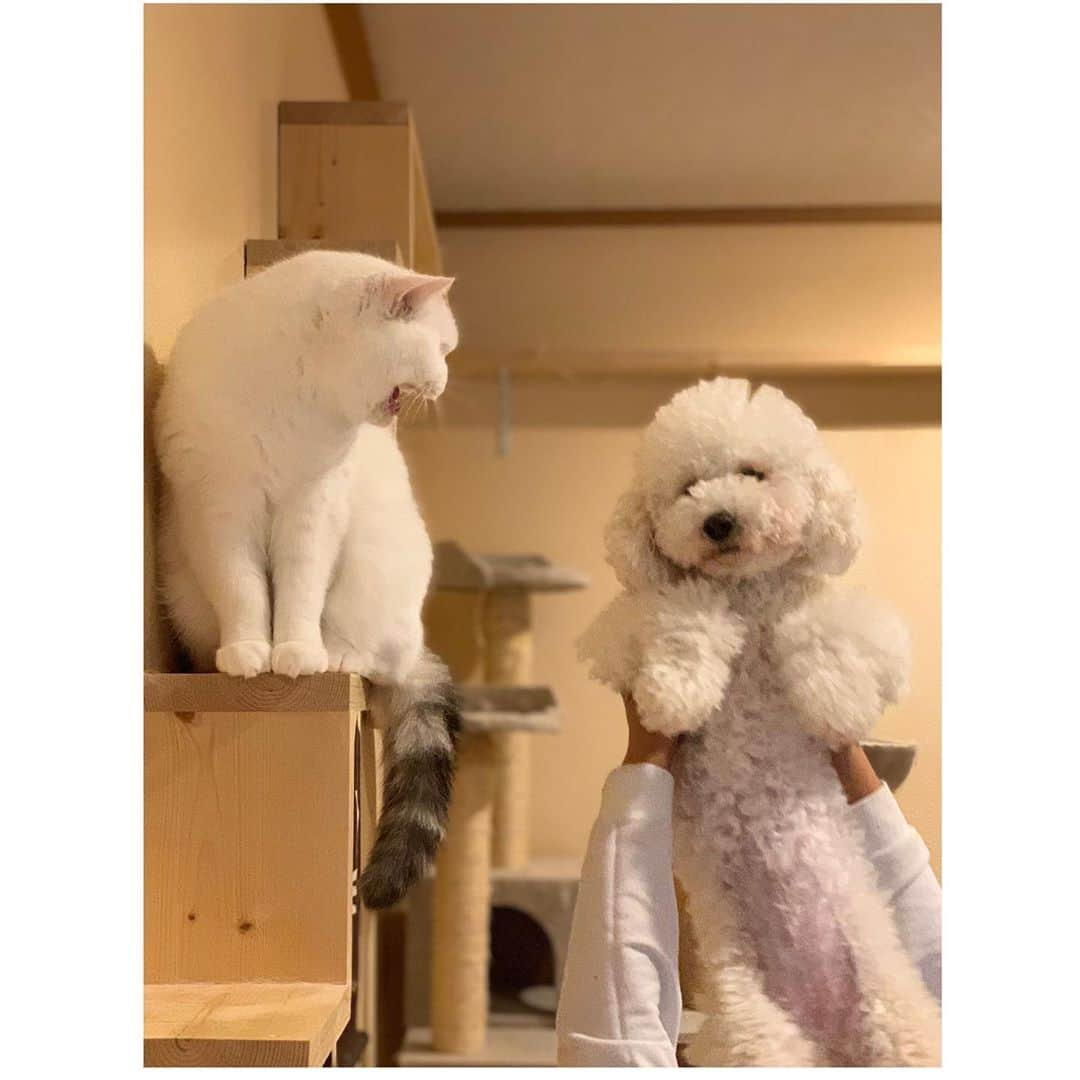 hanaさんのインスタグラム写真 - (hanaInstagram)「新入りの暴れん坊🐶が仲間入りしています。﻿ 1年以上経つけどハナちゃんはこの通りです😭﻿ 銀ちゃんとコスケは猫パンチをおみまいします💣﻿ 全然仲良くなれてません🙂﻿ 仲良くなった写真を載せようと思っていたら1年が経過してました😭﻿ ﻿ ﻿ #ねこのいる暮らし #ねこと暮らす #犬と暮らす  #トイプードル　#スコティッシュフォールド」10月15日 19時18分 - iyui1225