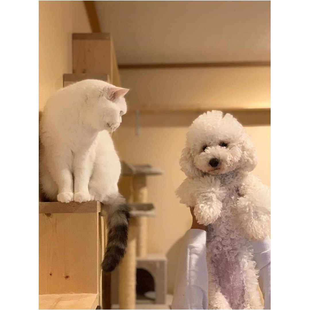 hanaのインスタグラム：「新入りの暴れん坊🐶が仲間入りしています。﻿ 1年以上経つけどハナちゃんはこの通りです😭﻿ 銀ちゃんとコスケは猫パンチをおみまいします💣﻿ 全然仲良くなれてません🙂﻿ 仲良くなった写真を載せようと思っていたら1年が経過してました😭﻿ ﻿ ﻿ #ねこのいる暮らし #ねこと暮らす #犬と暮らす  #トイプードル　#スコティッシュフォールド」
