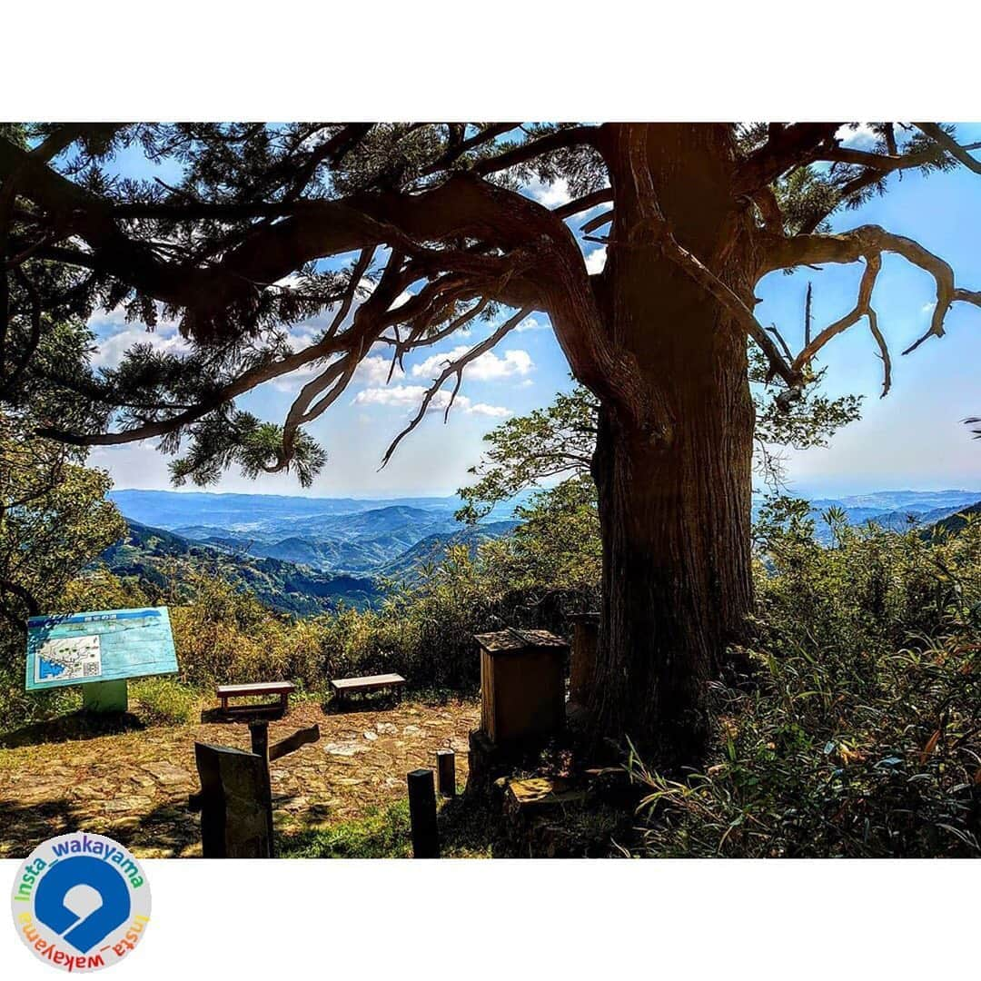 和歌山県さんのインスタグラム写真 - (和歌山県Instagram)「Insta_Wakayamaでは、皆さんがハッシュタグをつけて投稿してくださった写真から、素敵な写真をご紹介させていただきます！ 本日のピックアップは @amutanto さんのお写真です☆ ハッシュタグのご利用ありがとうございますm(_ _)m . こちらは捻木(ねじき)の杉🌲のお写真ですね👀✨✨ 熊野古道の捻木峠にある、高さ20ｍの大きな杉の木です😊写真を見てもわかるように枝が大きくねじれており、迫力がありますね❗️😮 ちなみにこの杉には安珍清姫伝説が伝わっています✨熊野詣に来た修行僧の安珍と、安珍に一目ぼれした清姫のお話で、ある時、清姫に会いに行く約束を破った安珍を清姫が追いかけ、その途中で近くの杉の木に登って安珍の姿を見つけた清姫が悔しさのあまり杉の木の枝を曲げてしまった、という内容になっています🧐 そのような歴史を踏まえて杉の木を見てみると、より興味深く感じますね☺️✨ . 和歌山に関する投稿には「 #insta_wakayama 」のハッシュタグをつけてください★ 和歌山の魅力を皆さんで発信していきましょう！ ハッシュタグをつけると同時に、写真の場所の記載・位置情報の登録もお願いします🎵 なお、お写真を撮影される際は感染対策を十分に行ってくださいね。 . #捻木の杉　#杉　#安珍清姫　#田辺市　#和歌山県 #和歌山 #cedar #tree #tanabe #insta_wakayama #wakayamagram #wakayama #instameet_wakayama #nagomi_wakayama #visitwakayama #retrip_news #japan #なんて素敵な和歌山なんでしょう」10月15日 19時12分 - insta_wakayama