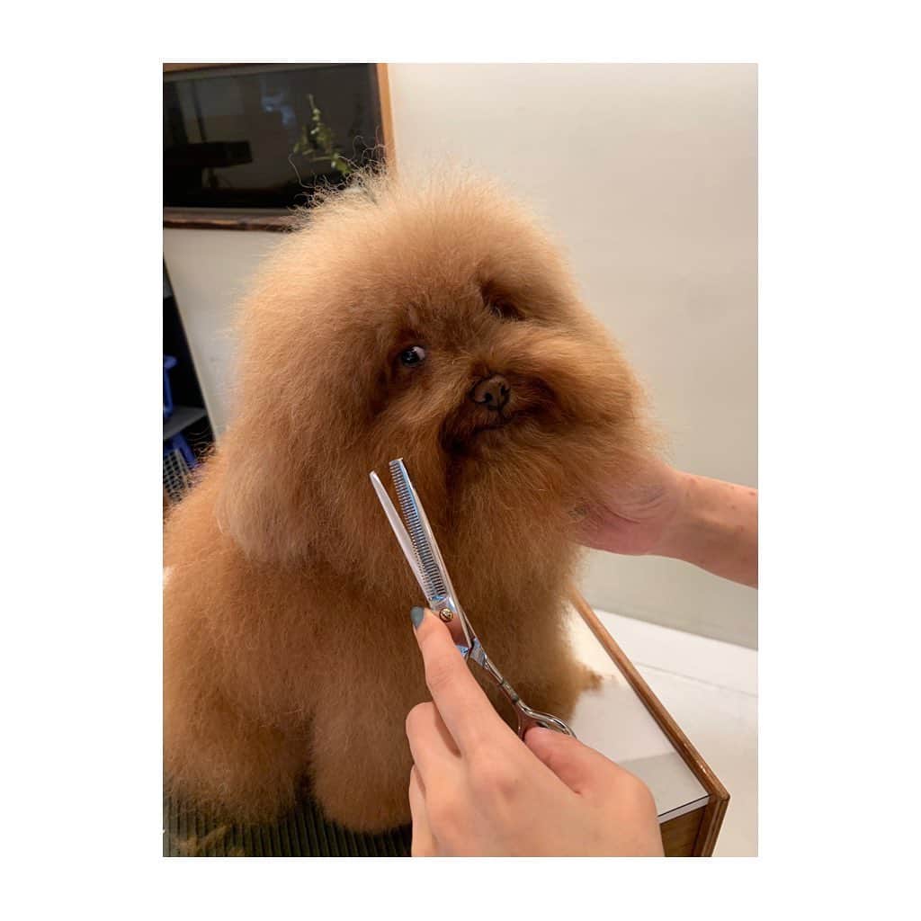 新田桂一のインスタグラム：「今日は月に2回の　@dogmantokyo  の日でした。　@cccczzzz さん、いつもありがとうございます😊 @mynameislovenitta ちゃん、 綺麗になりました！良かったね！  #dogmantokyo #ラブチィ」