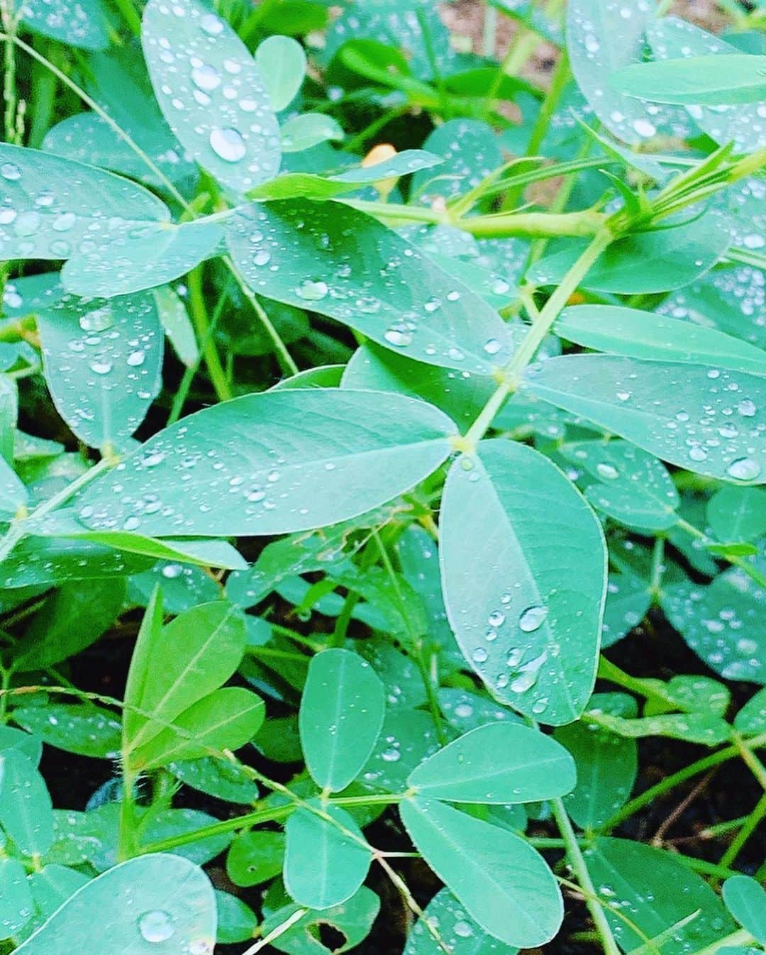 椿隆之さんのインスタグラム写真 - (椿隆之Instagram)「葉っぱにたまる水滴で　  #アート　だよねー！　  #水滴　#葉っぱ  #緑　#rain」10月15日 19時23分 - kibatsu3